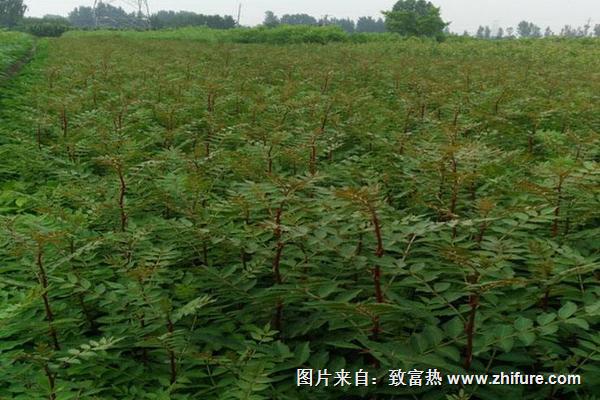 大棚香椿種植技術