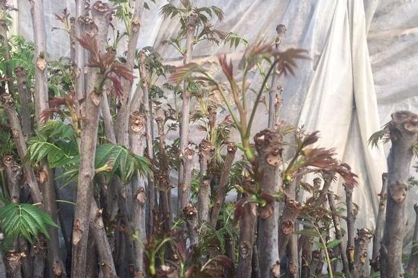 大棚香椿種植技術