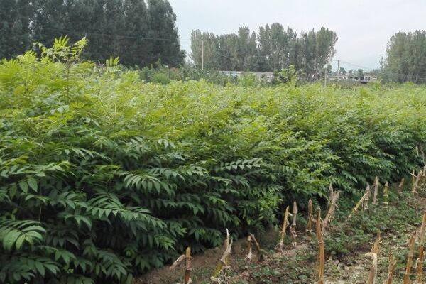 大棚香椿種植技術