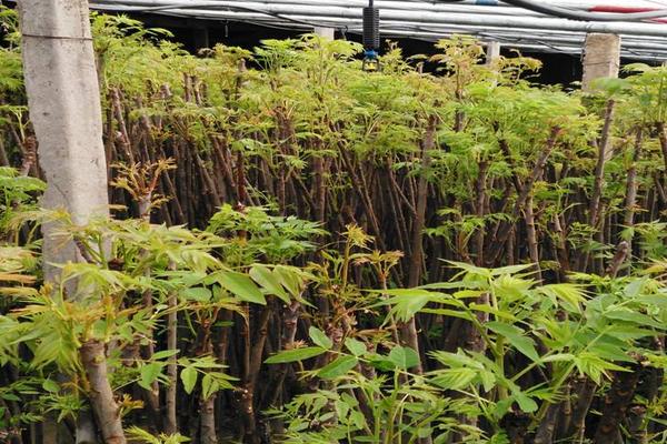 大棚香椿種植技術