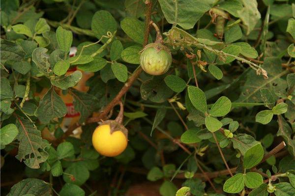 牛茄子功效與作用及禁忌