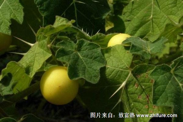 牛茄子功效與作用及禁忌