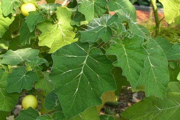 牛茄子功效與作用及禁忌