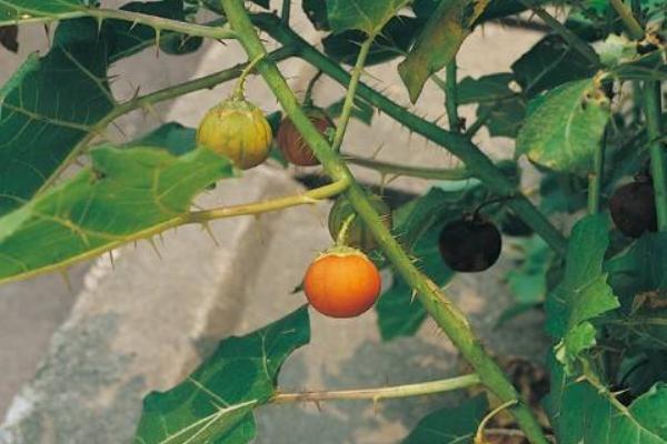 牛茄子功效與作用及禁忌