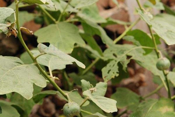 牛茄子功效與作用及禁忌