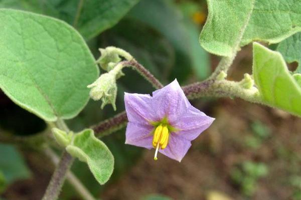 牛茄子功效與作用及禁忌