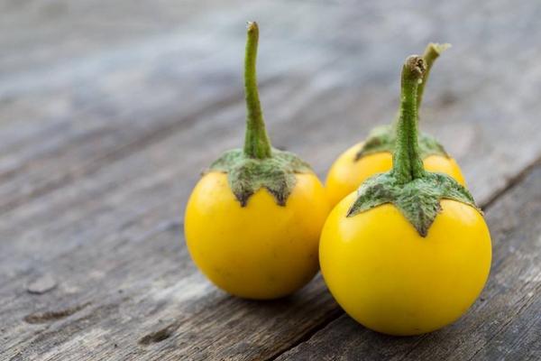 牛茄子功效與作用及禁忌