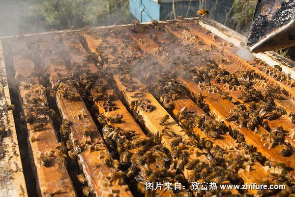 九個(gè)養(yǎng)蜂小技巧