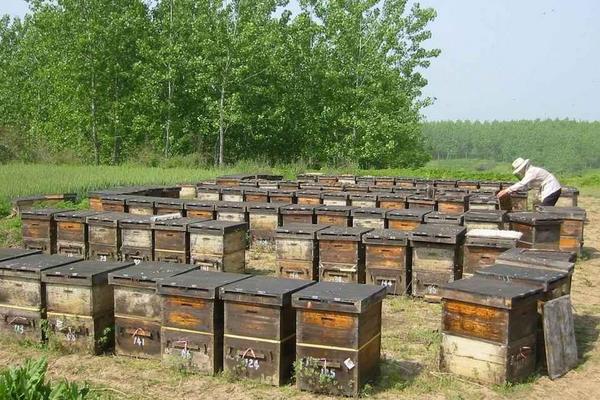 九個(gè)養(yǎng)蜂小技巧