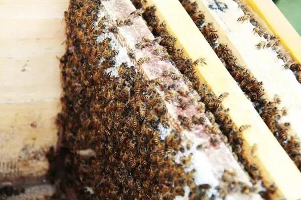 九個(gè)養(yǎng)蜂小技巧