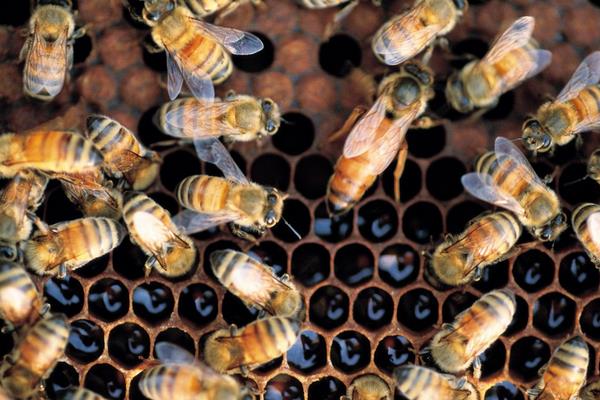 九個(gè)養(yǎng)蜂小技巧