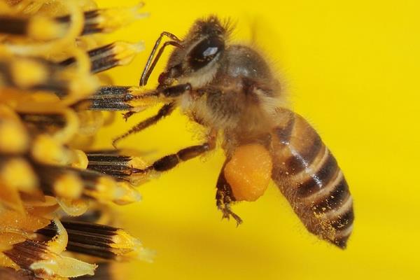 九個(gè)養(yǎng)蜂小技巧