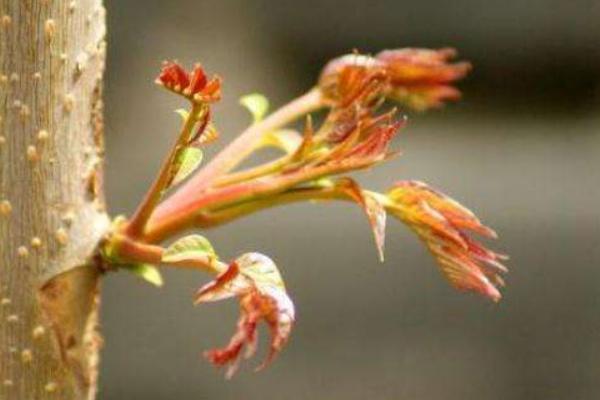 香椿炒雞蛋的做法大全