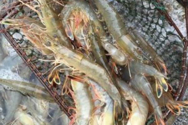 懂得如何調水才能賺養蝦的錢 大棚養蝦畝產2000斤
