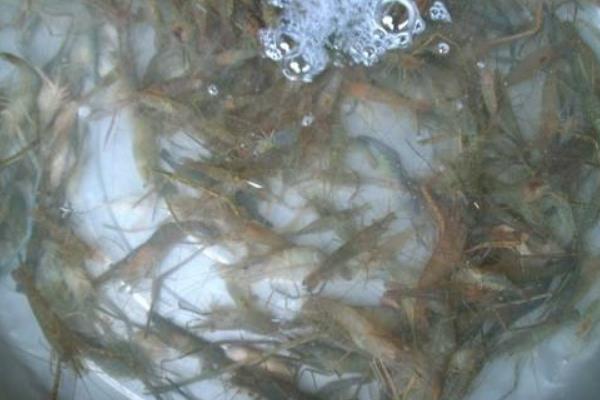 懂得如何調水才能賺養蝦的錢 大棚養蝦畝產2000斤