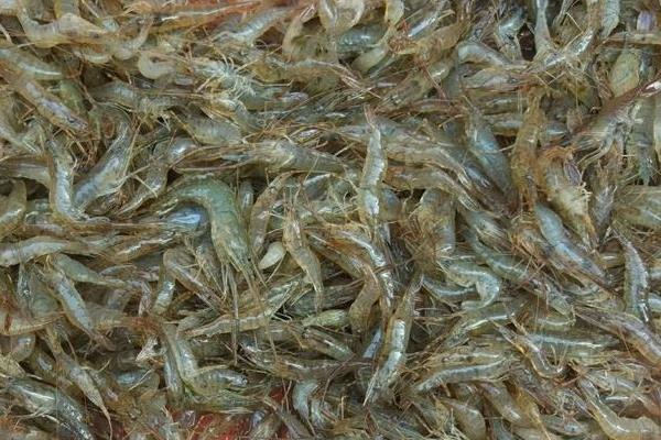 懂得如何調水才能賺養蝦的錢 大棚養蝦畝產2000斤