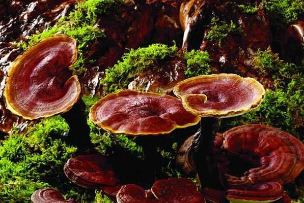 種靈芝帶你走向致富的又一出路