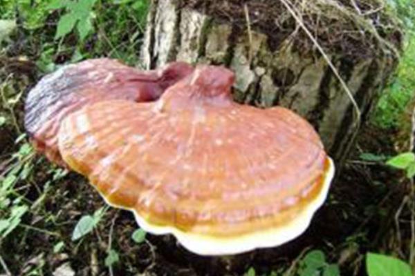 種靈芝帶你走向致富的又一出路