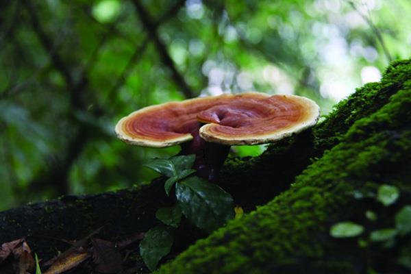 種靈芝帶你走向致富的又一出路