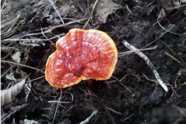 種靈芝帶你走向致富的又一出路