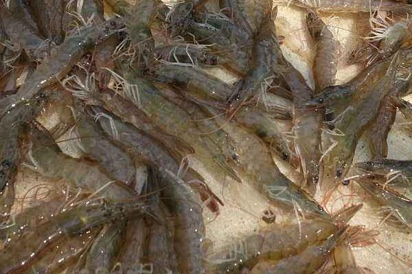 懂得如何調水才能賺養蝦的錢 大棚養蝦畝產2000斤