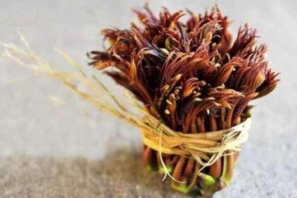 香椿種植經濟效益分析