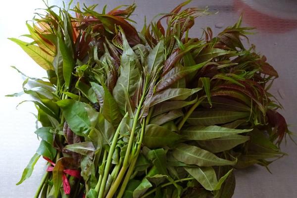 香椿種植經濟效益分析