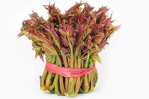 香椿醬的做法大全