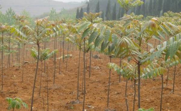 香椿種植經濟效益分析