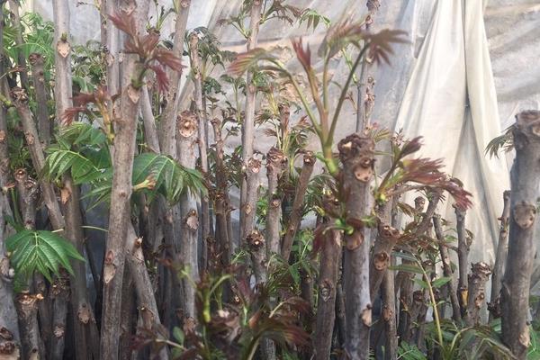 香椿種植經濟效益分析