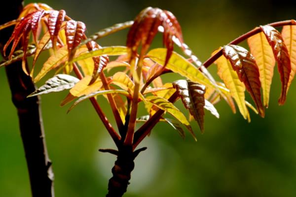香椿種植前景分析