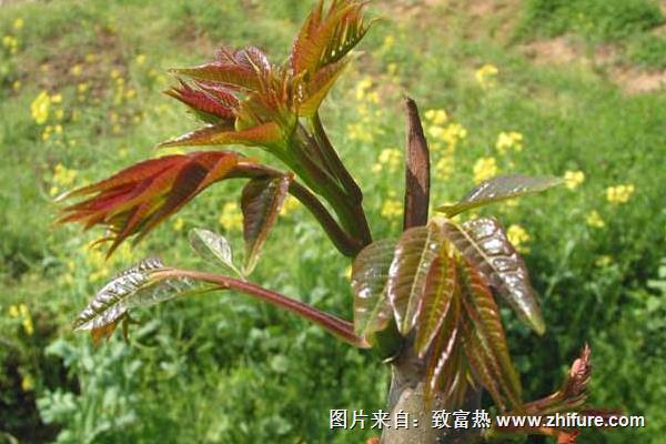 香椿種植前景分析