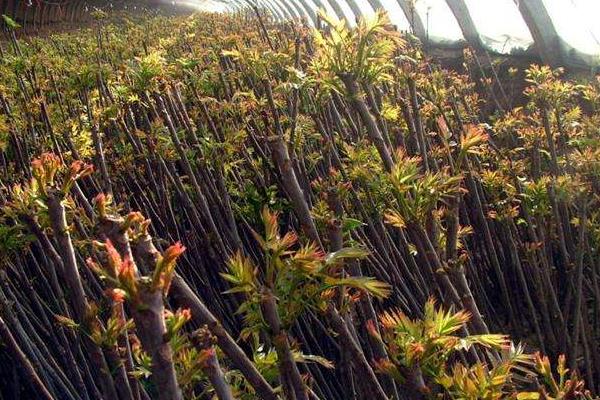 香椿種植前景分析