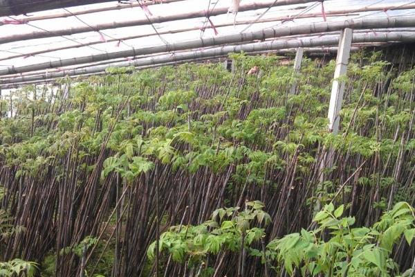 香椿種植前景分析