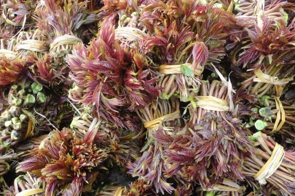 香椿種植前景分析