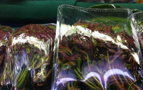 香椿種植前景分析