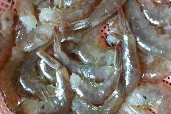 懂得如何調水才能賺養蝦的錢 大棚養蝦畝產2000斤