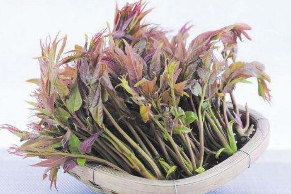 香椿醬的做法大全