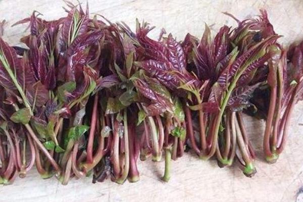 香椿種植前景分析