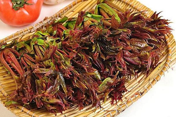 香椿醬的做法大全