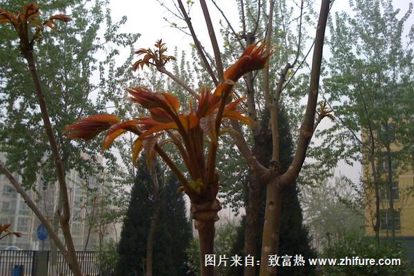 香椿樹對風(fēng)水有什么影響