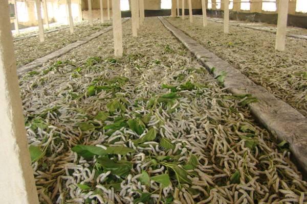 安龍縣種桑養蠶初見成效