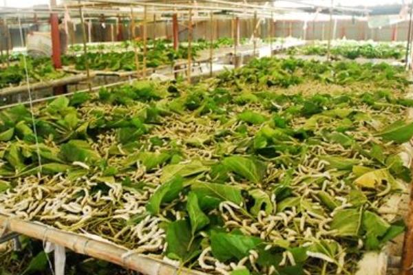 安龍縣種桑養蠶初見成效