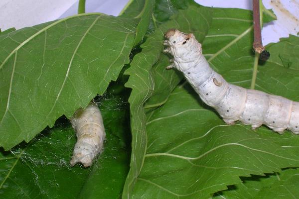 安龍縣種桑養蠶初見成效