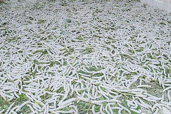 安龍縣種桑養蠶初見成效