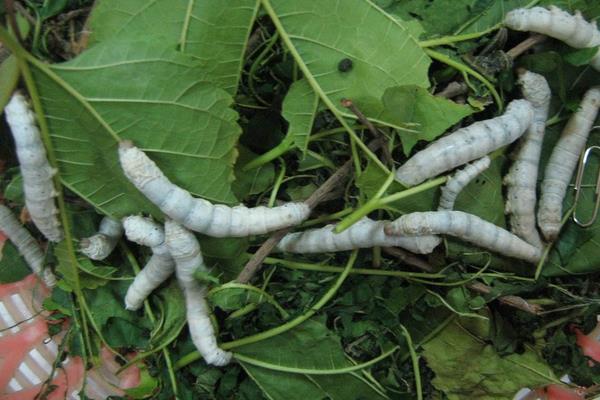 安龍縣種桑養蠶初見成效