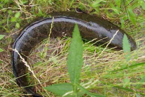 養殖烏鱧技術的三個關鍵