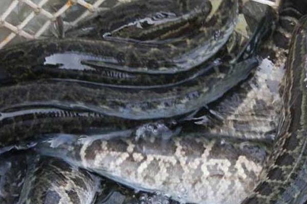 養殖烏鱧技術的三個關鍵