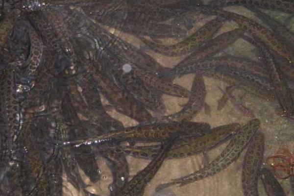 養殖烏鱧技術的三個關鍵