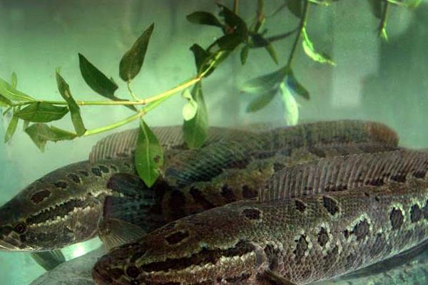 養殖烏鱧技術的三個關鍵